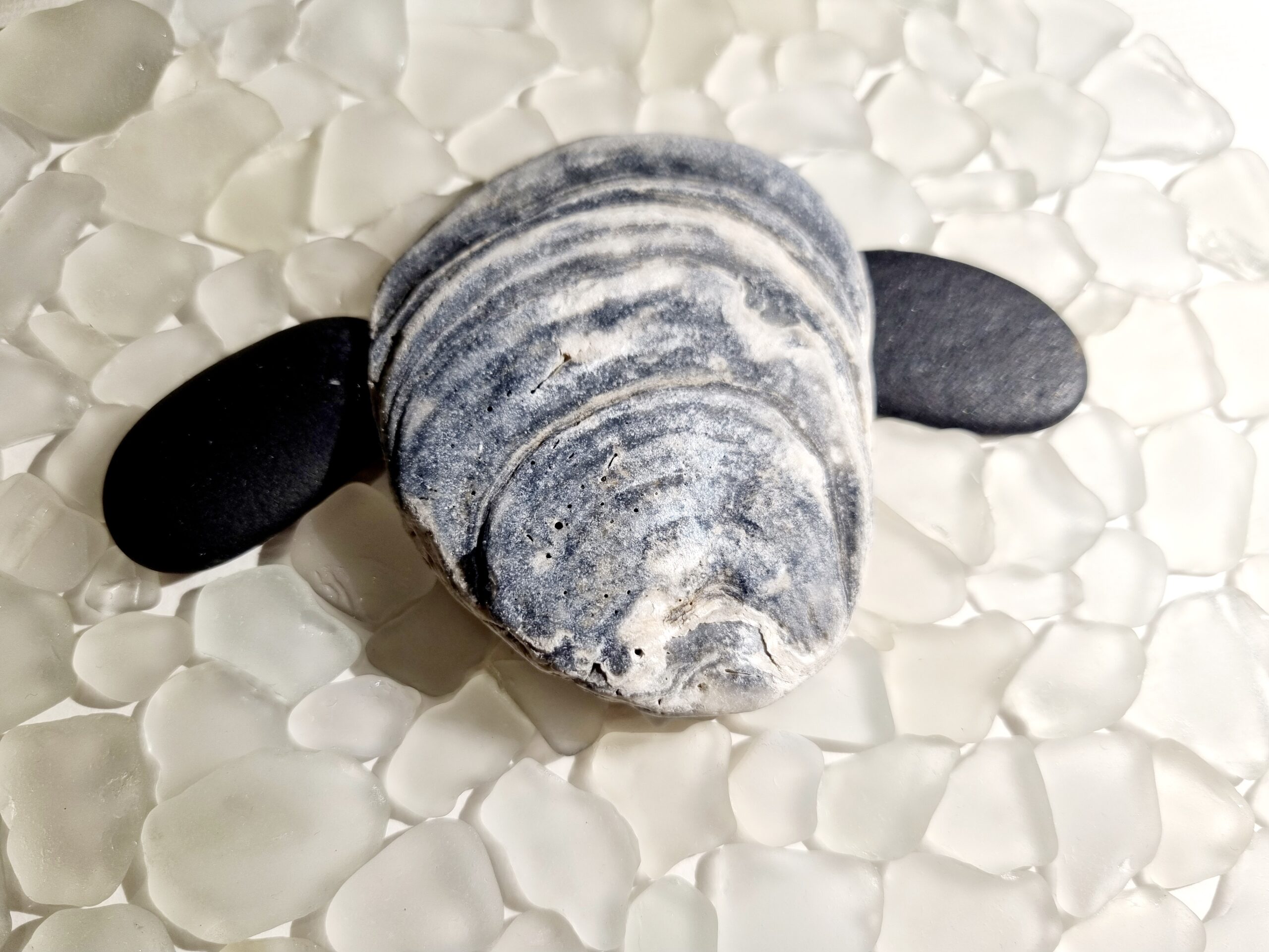 Walliser Schwarznasenschaf (verkauft) – Bild 5