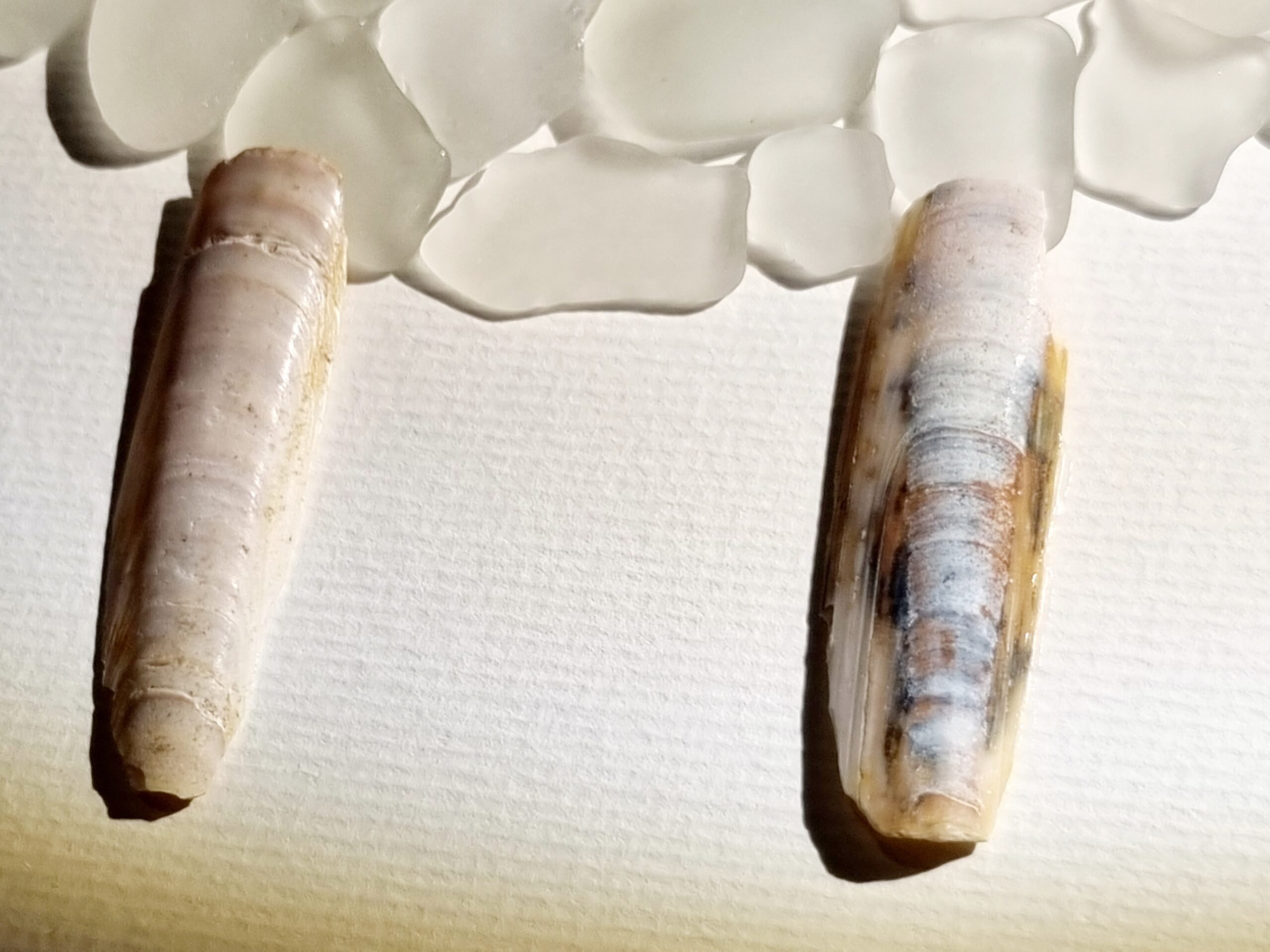 Walliser Schwarznasenschaf (verkauft) – Bild 7