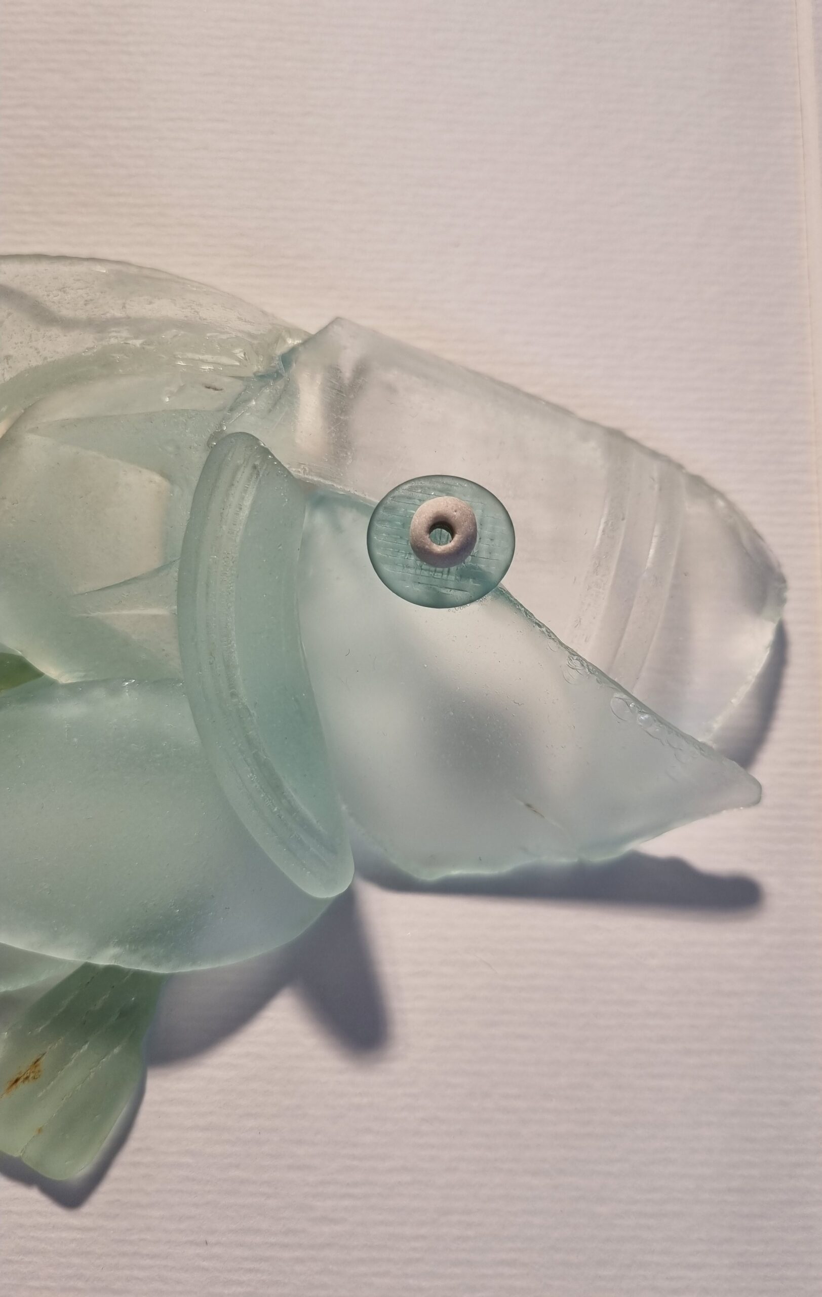 Edel-Schuppenkarpfen – Bild 7