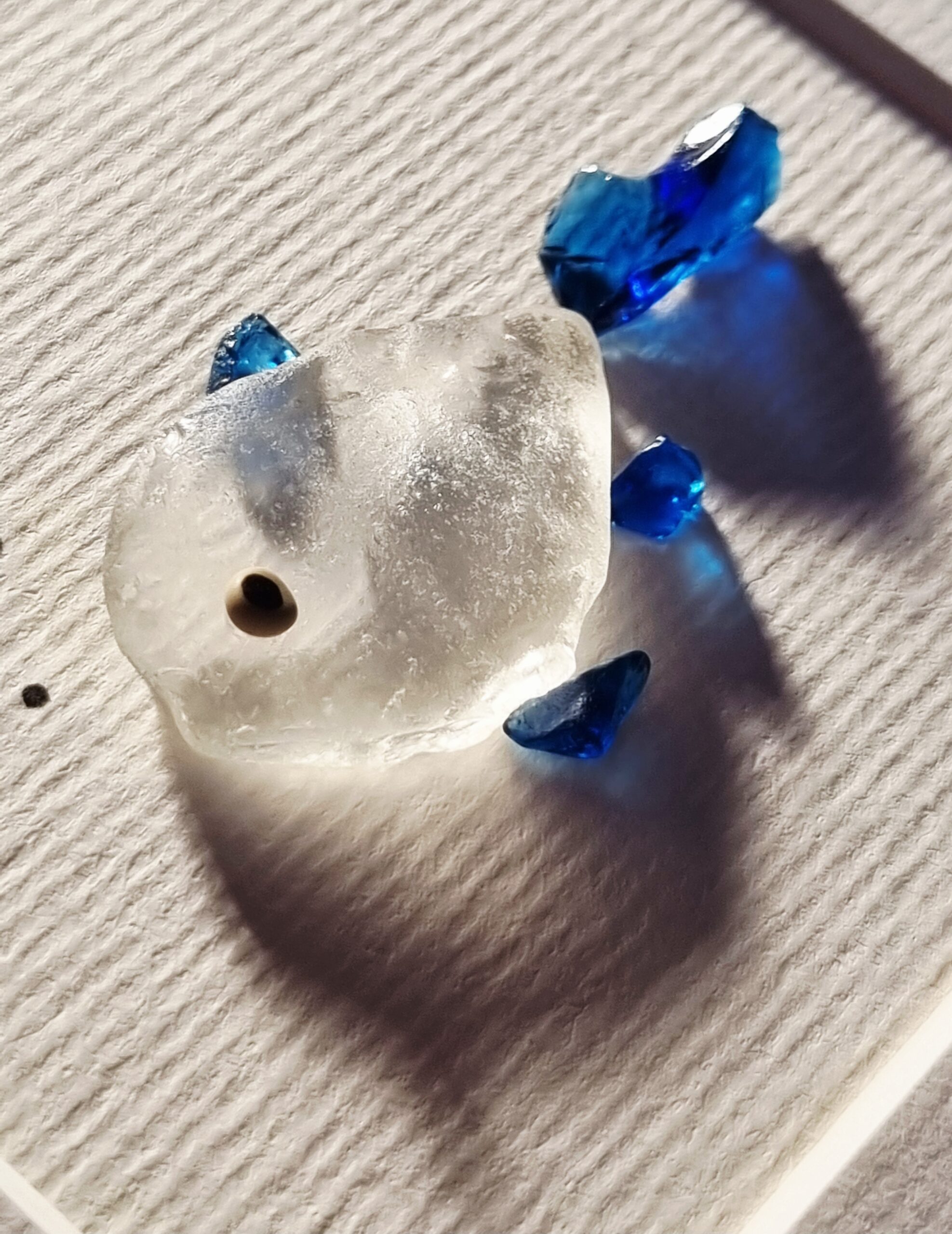 Blauer Doktorfisch – Bild 5