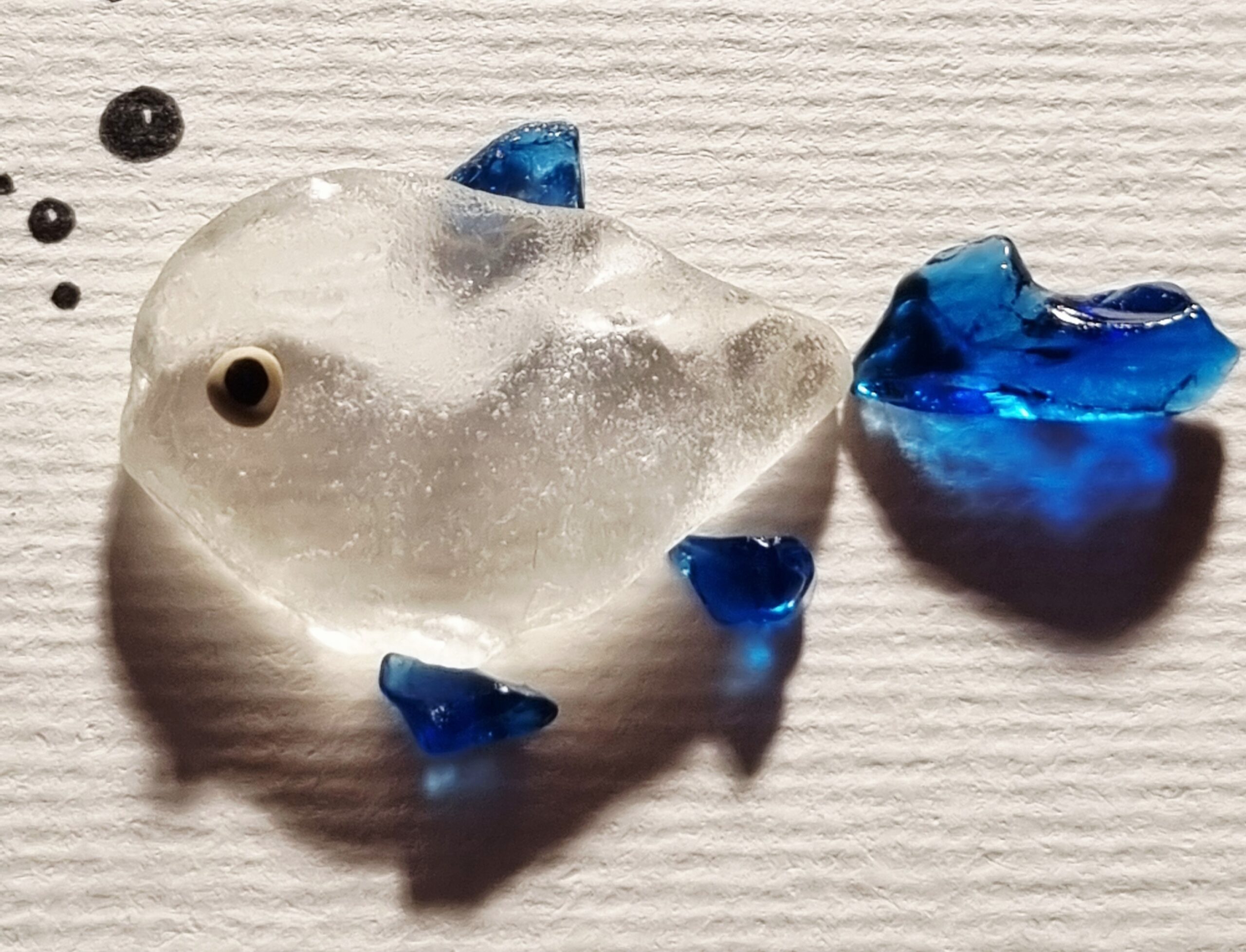 Blauer Doktorfisch – Bild 6