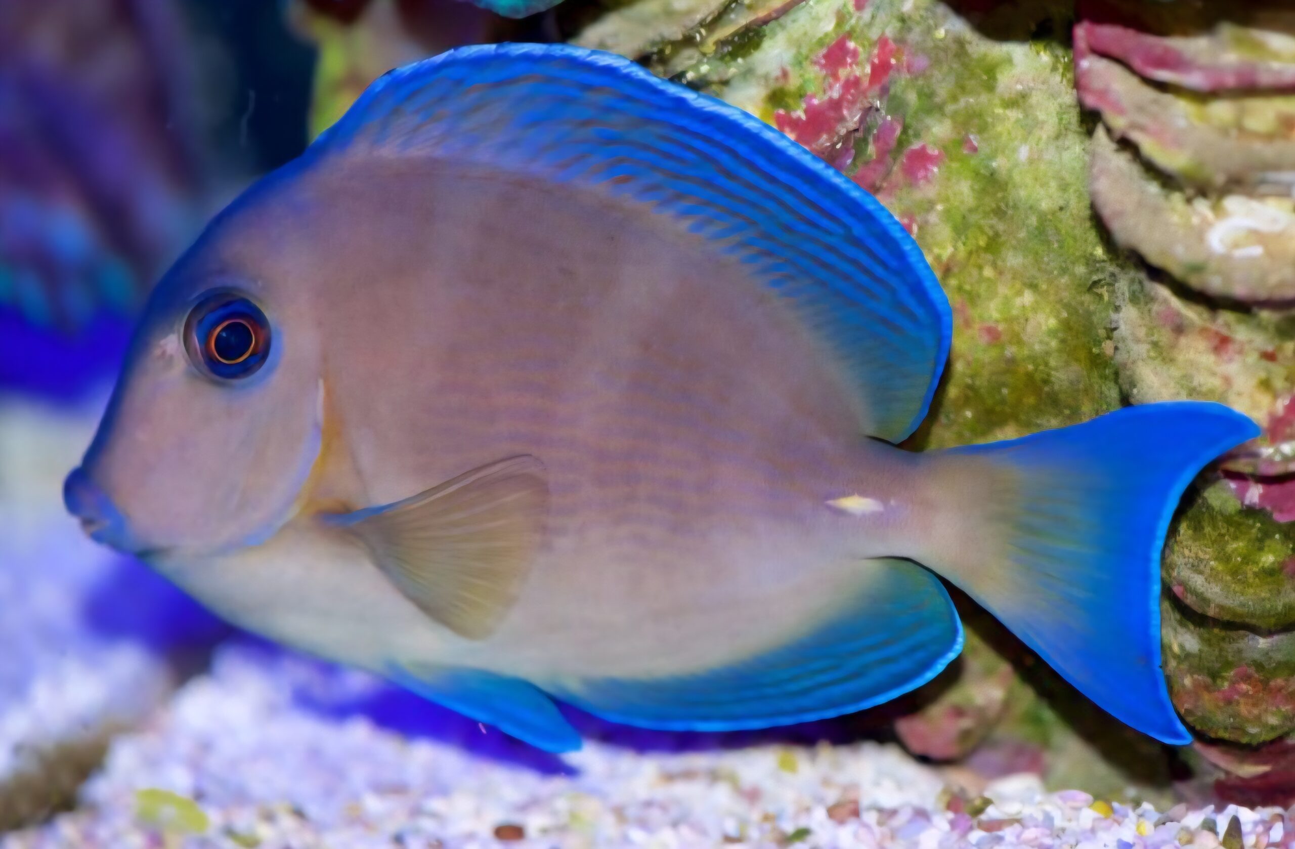 Blauer Doktorfisch – Bild 10